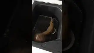 M&uuml;ren Balığı Mutfak Teknesinde canlandı - Eel Fish came to life in Kitchen Vessel #shorts #cyprus
