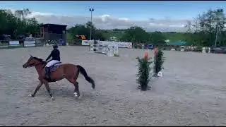 🐎 Cavalla Francese – in vendita | Femmina 2016 | 164 cm | Ideale per categoria Brevetto