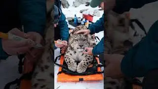 Millions of Barnacles Hurt a Snow Leopard: An Incredible Rescue by the Team!