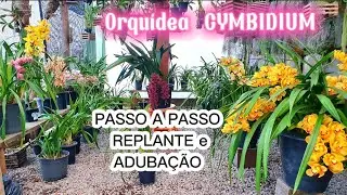 ⤴️Salvando Cymbidium com raízes podres de uma amiga![ Plantio, substrato e adubação ideal]