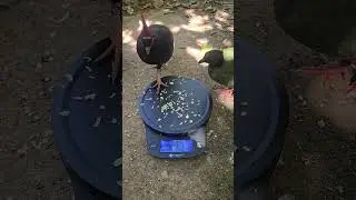 Training Crested Wood Partridges to Step Onto a Scale