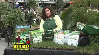 Wallace Garden Center - Overseeding Your Lawn