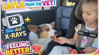 WithEvie Picks Up Layla From the Vet 🩺🐾 Feeling Better!
