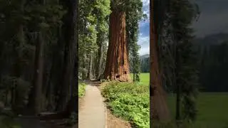 Walk to Tharp&rsquo;s Log in Sequoia National Park in 4K