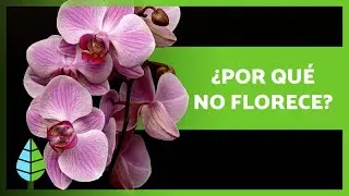 7 RAZONES por las que una ORQU&Iacute;DEA no FLORECE 🌸🌱 &iexcl;Hazla florecer!