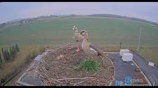 Hungen/D           Egyptian geese visited both nests of Nico and Nicole.