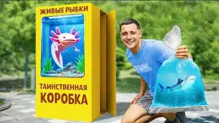 Я купил в интернете наборы с живой рыбой в загадочных коробках