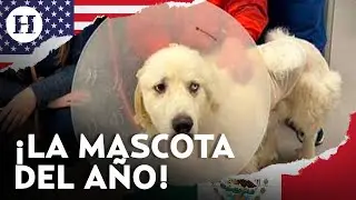 &Eacute;l es Casper, perrito que enfrent&oacute; a 11 coyotes por defender a su pareja y la granja de su due&ntilde;o