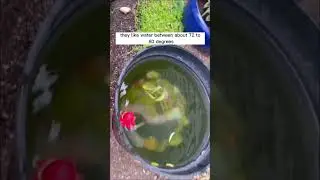 Can guppies survive winter outdoor in a pond?