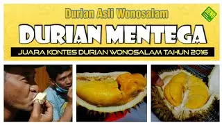DURIAN MENTEGA | Juara Kontes Durian Wonosalam Tahun 2016 | King Of Fruits