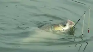 Good Catla Fishing Videos By Fish Watching