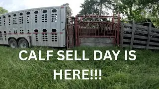 Selling Calves and More | On The Ranch!