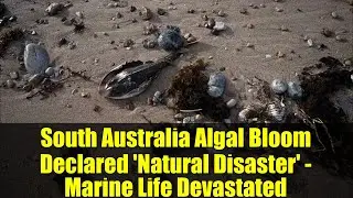 South Australia Algal Bloom Declared 'Natural Disaster' - Marine Life Devastated