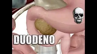 Por qu&ecirc; Duodeno? | Videon&aacute;rio Anatomia de A a Z