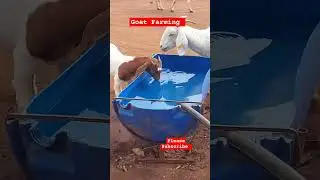 Clean Drinking water for Goats! New episode. #farming #goatbusiness #farm #goat #shorts
