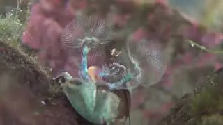 Half Crab Feeding