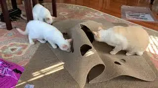 Ripple Rug review