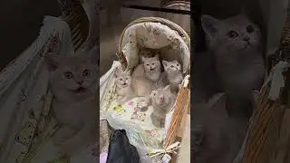 Cute Moment Alert! Five Adorable Puppies! 😍 #PetLoversUnite #PuppyLove #AdorablePets