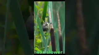 Juvenile blue tit in reedmace bushes, 40x slowmo