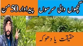 Donyan Ka Nambar One Beej Gandam Sarsoon Dokeh Se Bachoh Is video Men Dekho