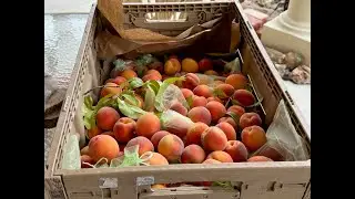 Peaches galore!  Canning Peach Almond Conserve