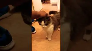 Petting a stranger cat !!! Just cat things !!! Comfy Cat !!!   #cat #catlover #fluffy #pets