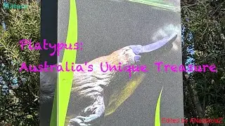 Bedtime stories for Children, about the Platypus  