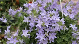 Cómo cuidar de la Campánula rastrera - Campánula poscharskyana - Campanilla - Estrella