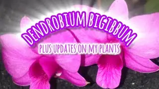 dendrobium bigibbum unboxing & More😌🙌