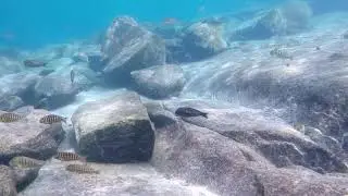 Swimming With Cichlids - The Tropheus of Mabilibili