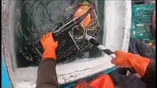 (2024) Dungeness Crab Fishing, Mac Bay, Pulling Last set of Traps from tank to Set.