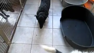 DIERENADOPTIES. HONDEN DIE WACHTEN OP EEN HUISJE!! JANUARI 2013