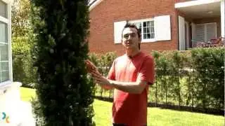 Cuidar las coníferas (Bricocrack)