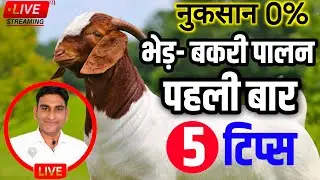 5 Tips For New Goat Farmer  5 टिप्स नय बकरी पालन के लिए,कभी नुकसान नहीं होगा Sheep and Goat Farming