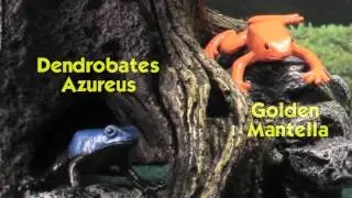 Safari LTD Frogs and Turtles TOOB