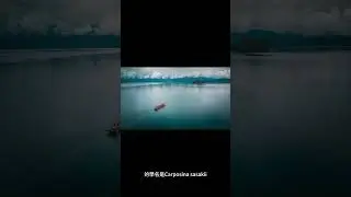 桃果蛾（Carposina sasakii）的學名是什麼？ #shorts
