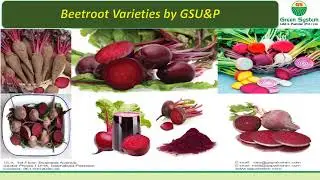 Beetroot varieties | Beetroot Benefits | Beetroot varieties export by Emirates Foods UAE