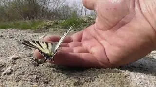 The butterfly, Iphiclides podalirius, the scarce swallowtail, climb on my hand.