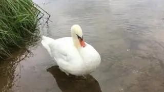 Schwan ( Cygnini )
