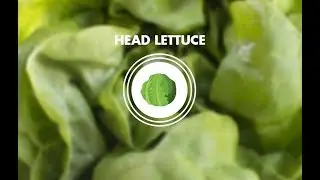 FDA/WIFSS Head Lettuce Commodity Video