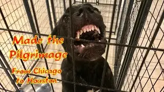 Extremely Human Aggressive 6 Mos Cane Corso Attacks Family Child | Chi Town Zeus
