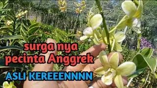 jalan-jalan ke kebun anggrek mbk DEWI NURSERY, surganya para pecinta Anggrek