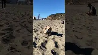 fans my golden retriever