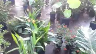 Cold hardy Tropicals at Just Perfect Plants