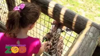 Reticulated Giraffe