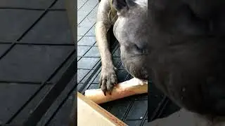 A.T.K RAW FEED PURCHASE