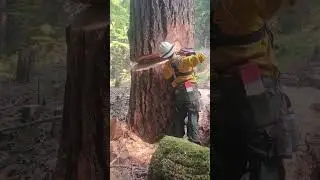 Tree cutting is not an easy job&mdash;especially with one hand!🫡