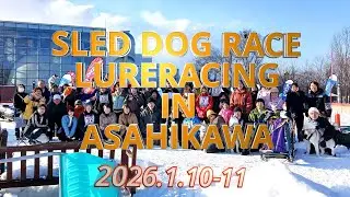 Sled Dog Race & Lureracing in Asahikawa 2026.1.10-11