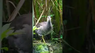 Common Moorhen #birds #nature #trending #india #shortsfeed #shorts #ytshorts #yt #waterbirds #delhi