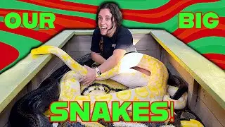 In a Box with Giant Snakes 🐍 + Feeding a Wild Monitor Lizard 🦎